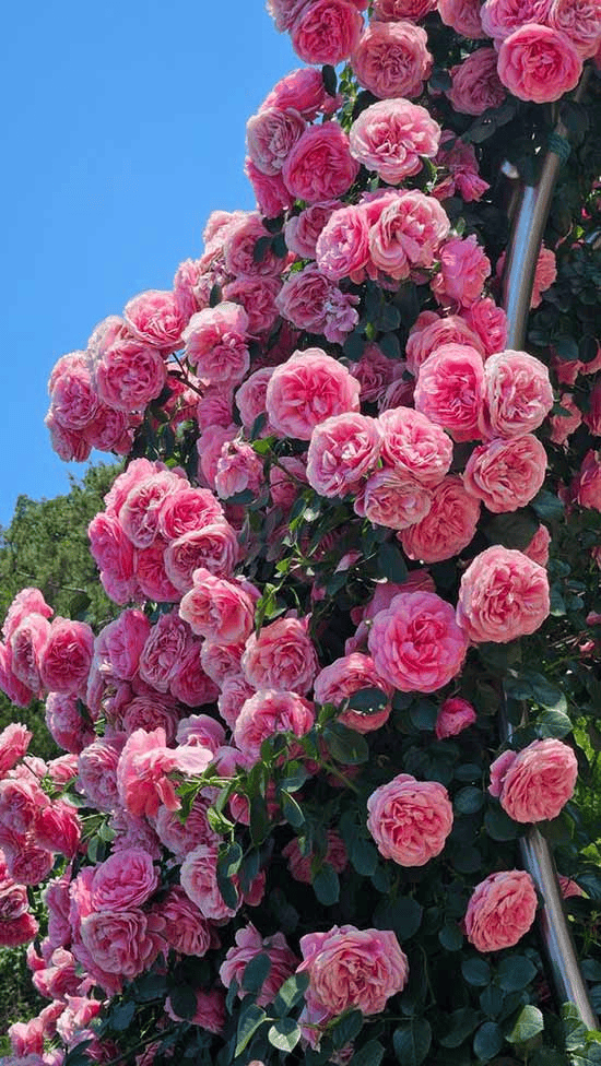 Hanh Test Product 7_7.1.1_1